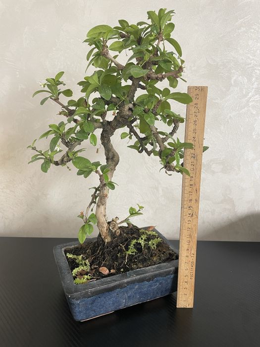 Кармона бонсай Carmona bonsai
