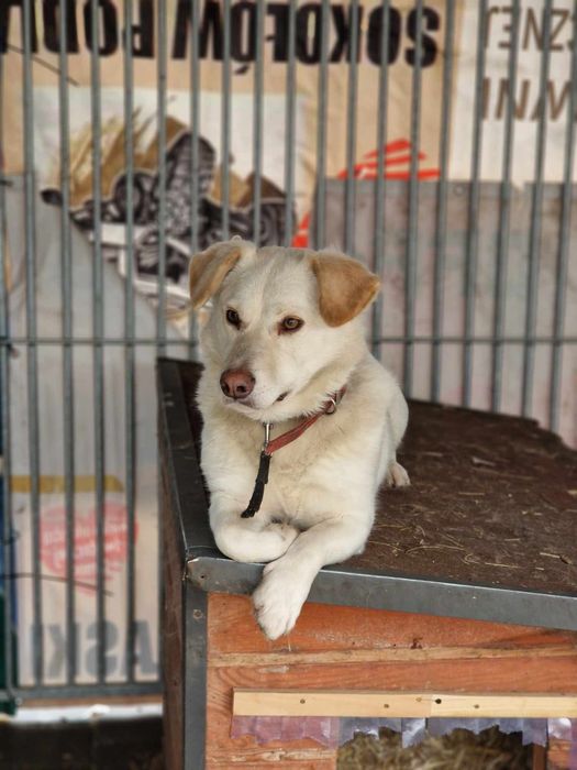 Biszkopt do adopcji Schronisko Sokołów