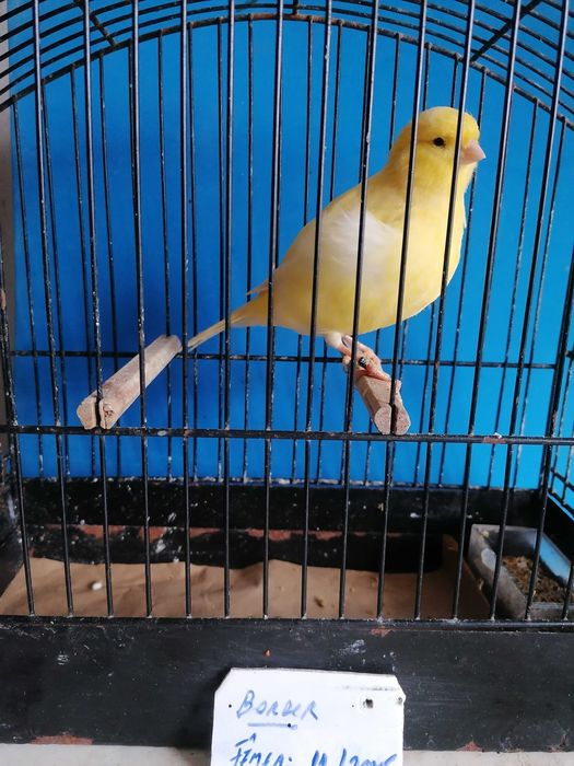 CANÁRIOS (Norwichs e Borders)