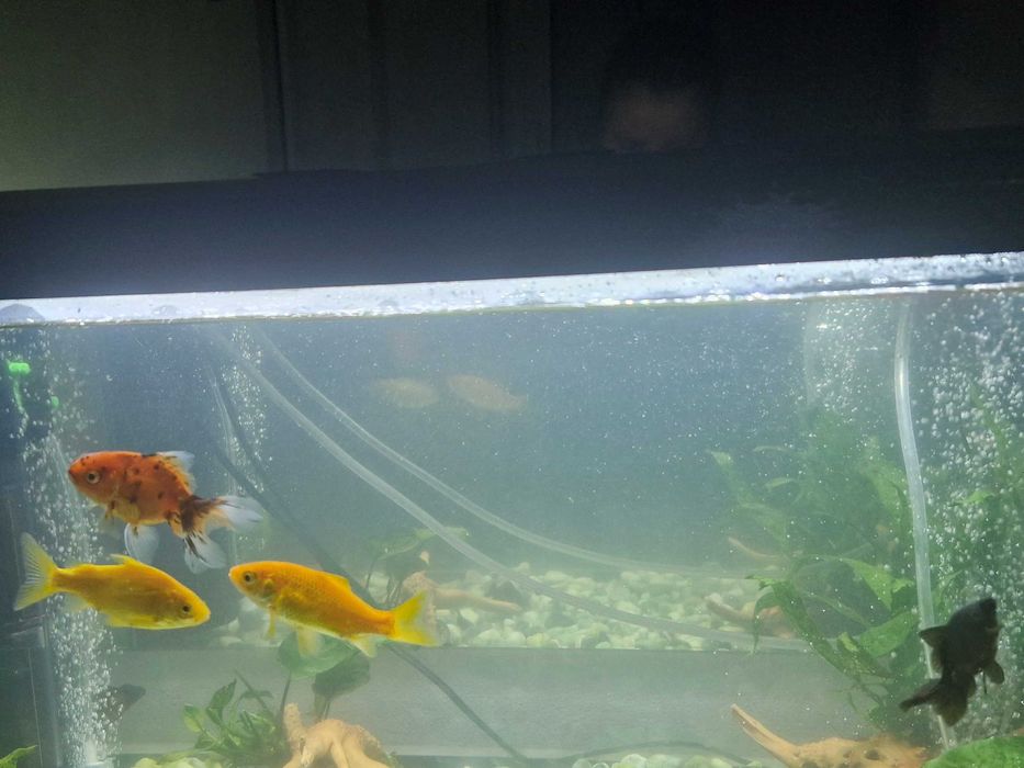 Doação de 5 Peixes Kinguios – Penacova