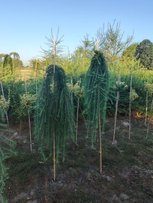 Tuja Szmaragd z gruntu