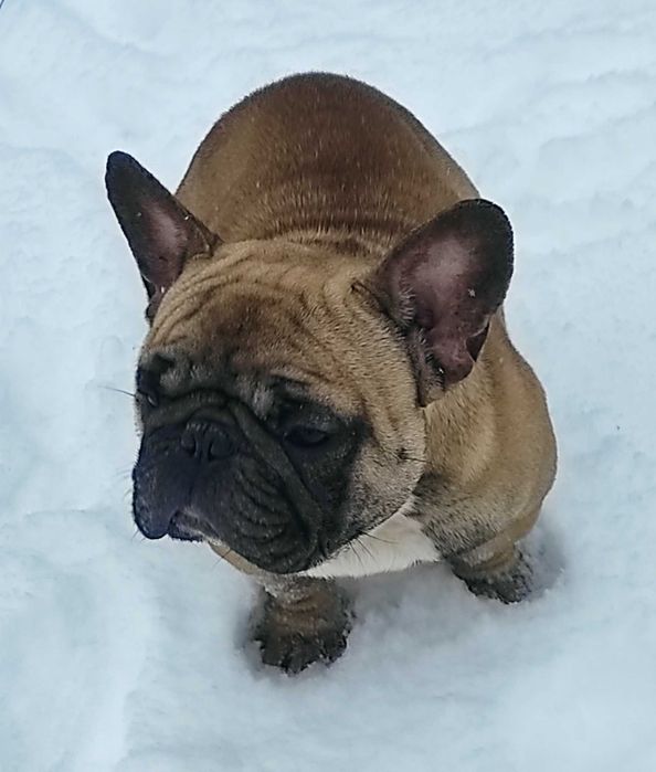 Вязка Французский бульдог палевого окраса