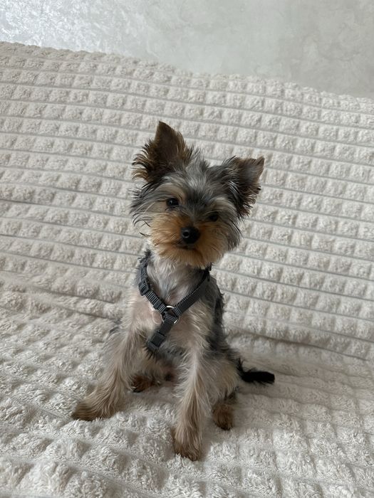 Цуценя йорк, 4 місяці, Тедді важить 2 кг. Хлопчик