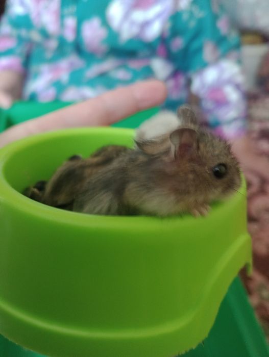 Продам хом'ячат джунгариків