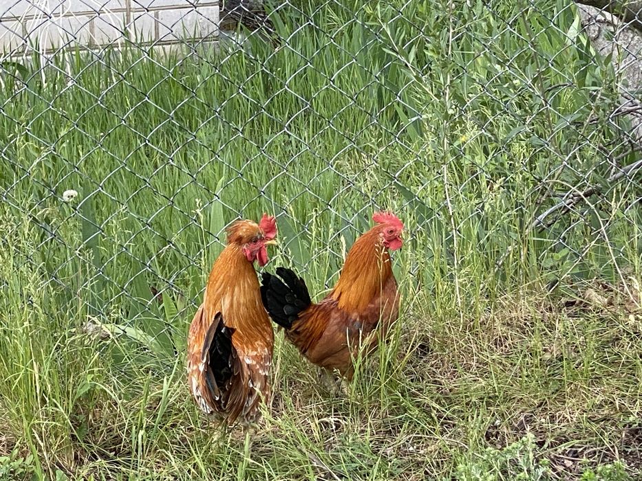 Півні Петух курей Бентамки