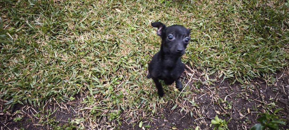 Pinscher pincher miniatura criado em ambiente familiar