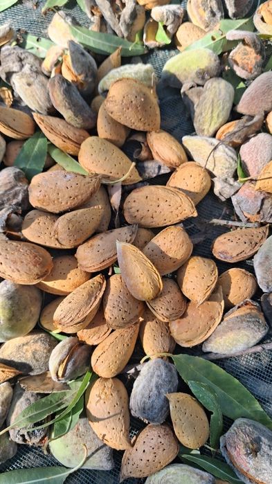 AMÊNDOA com casca — 2€/KG