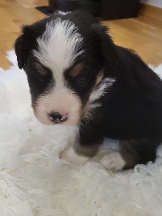 Szczeniak Border collie