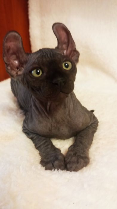 Двельф Эльф Клубні кошенята Єксклюзив.