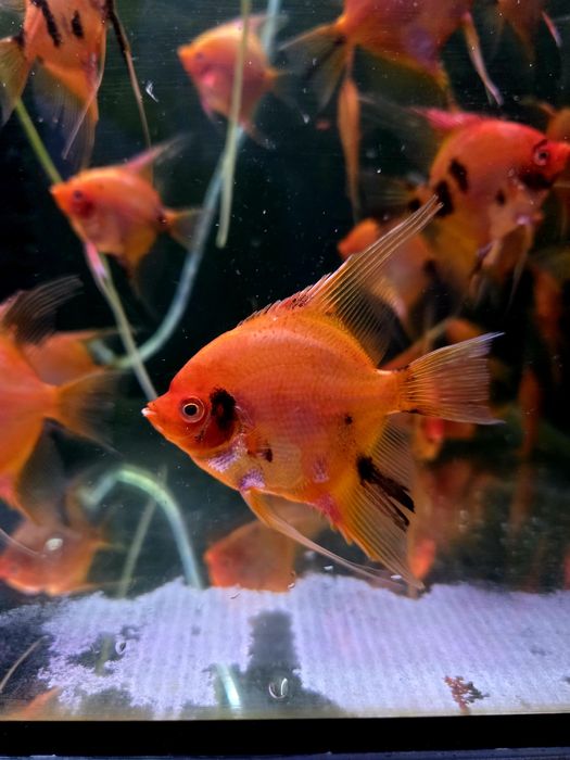 Skalar red devil/czerwone