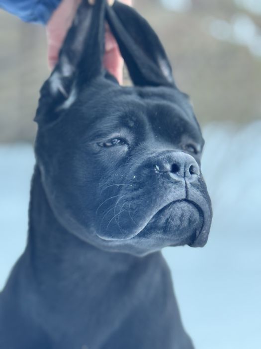 Чудова дівчінка Кане Корсо (Cane Corso Italiano)