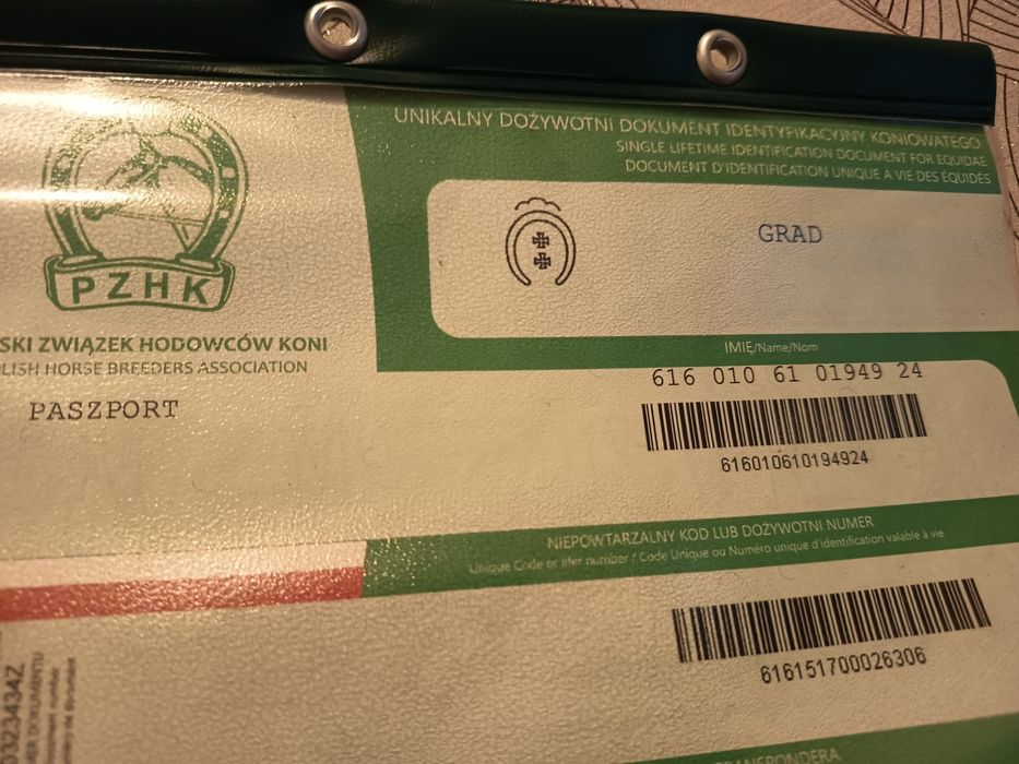 Ogier Sztum zimnokrwisty