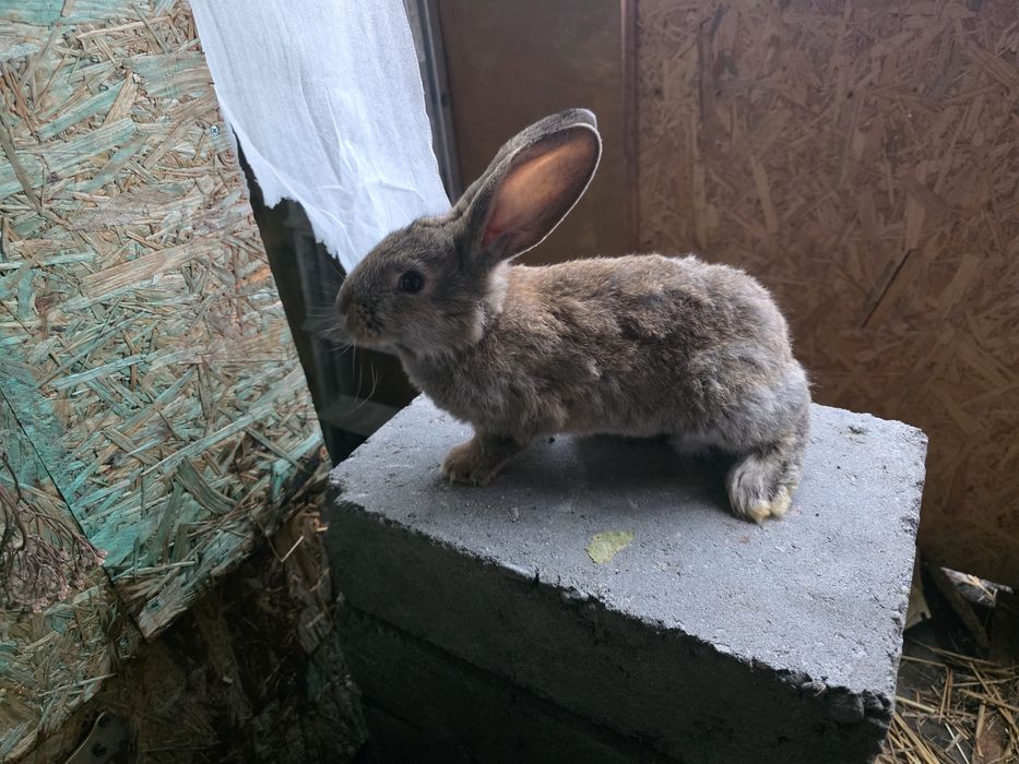 Królik Belgijski ze Srokaczem