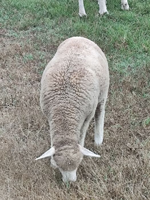 Borrega il France