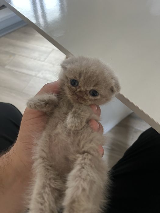 Scottish fold lilac