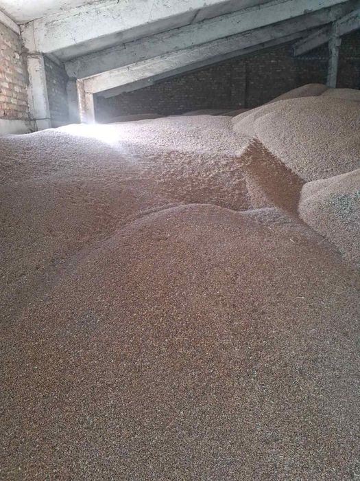 Продам пшеницю 8300