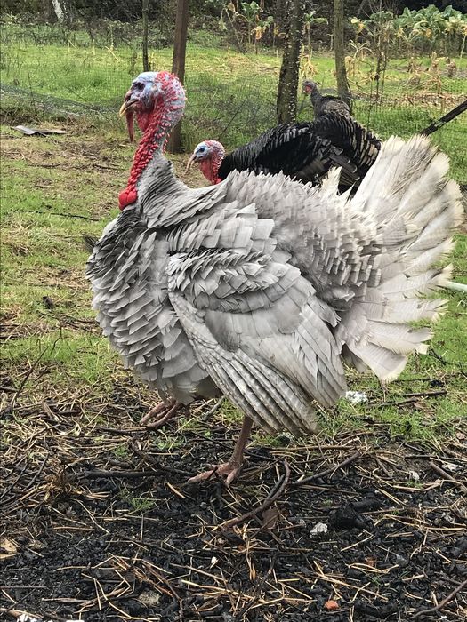 Perus de varias idades