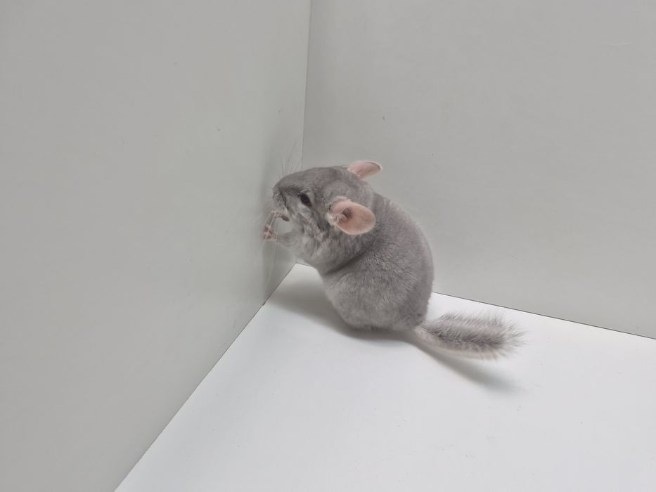 Szynszyla szynszyl szynszyle BEŻ