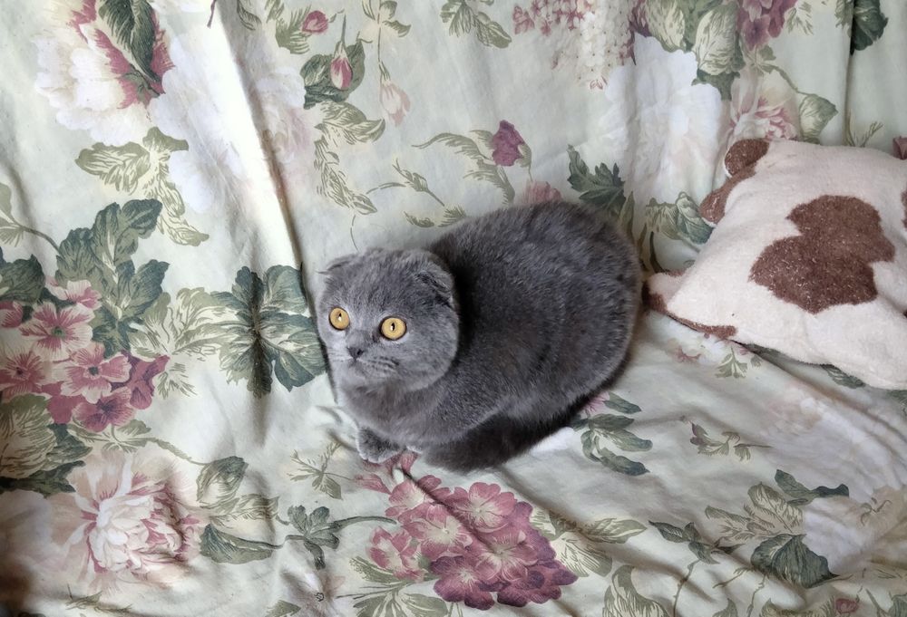 шотландская фолд девочка