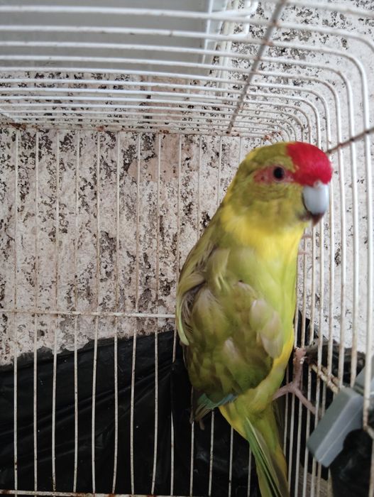 kakariki macho reprodutor anilha 22