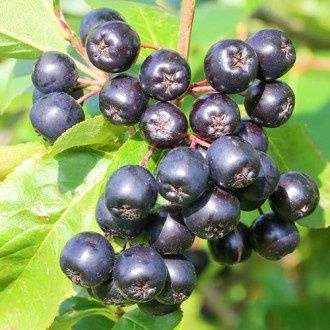 Aronia Duże Sadzonki 5 letnie Owocują