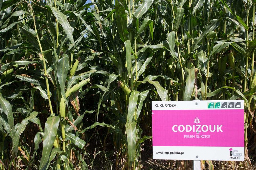 Kukurydza Codizouk IGP FAO 260-270 IGP - 50tys. nasion 2026