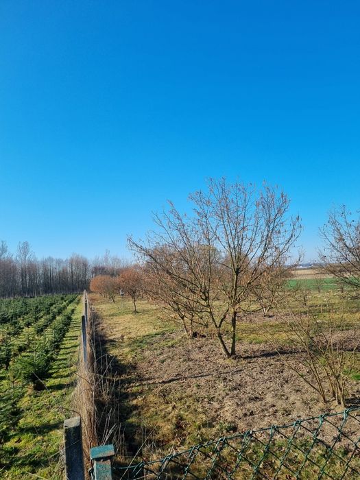 Dom z dużą dzialka 6800m2  z sadem