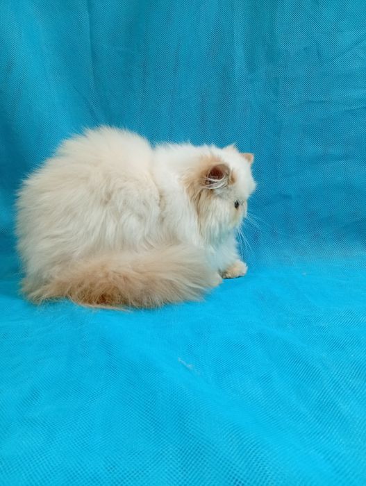 Персидський блакитноокий котик