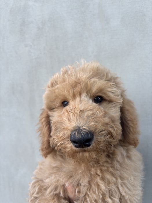Goldendoodle F1b