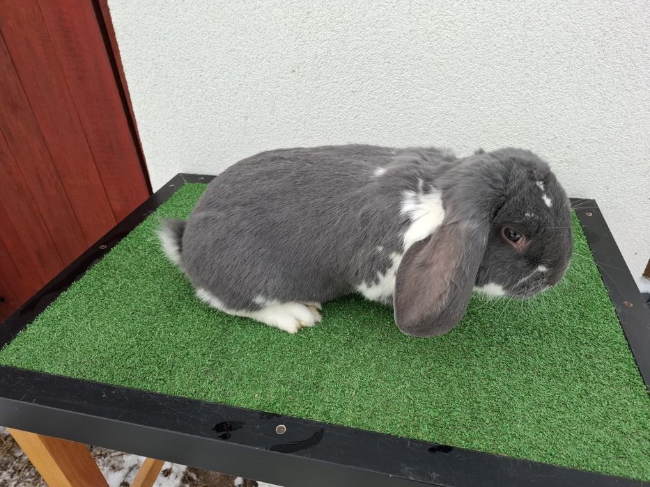 KrKóllik Baran Francuski Marburski Srokacz