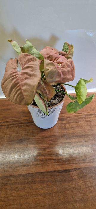 Syngonium robusta zroślicha różowa
