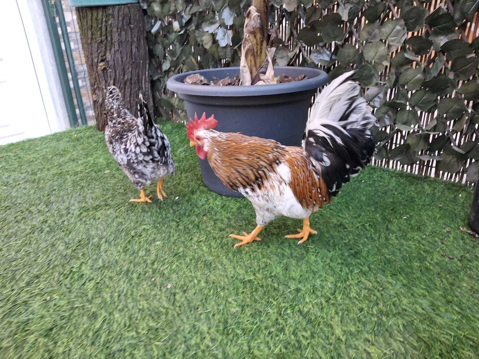 Casal de garnizes mil flores