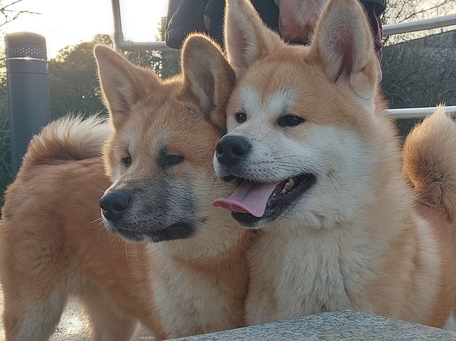 Akita inu japonês