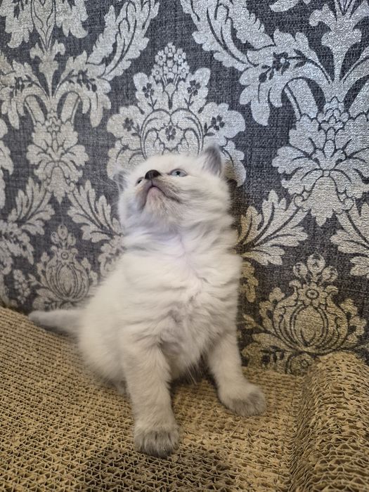 Продам кошенят регдолл