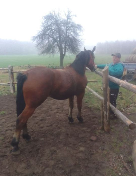 Sprzedam klacz pogrubiana