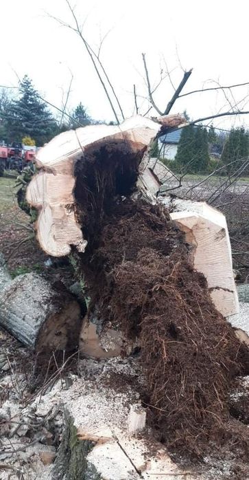 Wycinka/ ścinka drzew ,wynajem podnośnika ,malowanie elewacji,dachów