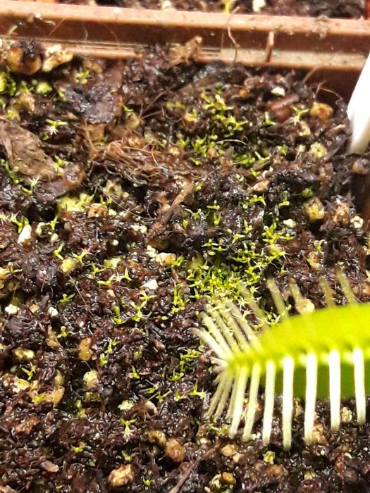 Насіння росянки СПРАВЖНЄ, хижа рослина