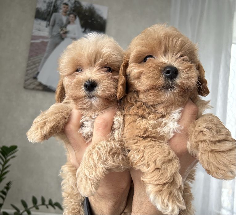 Мальтезе+пудель=мальтіпушечки