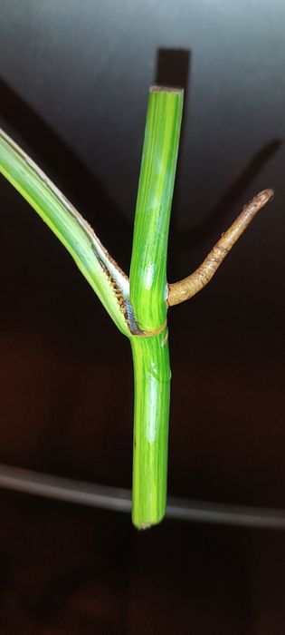 Monstera marmorata Yellow  Tricolor
