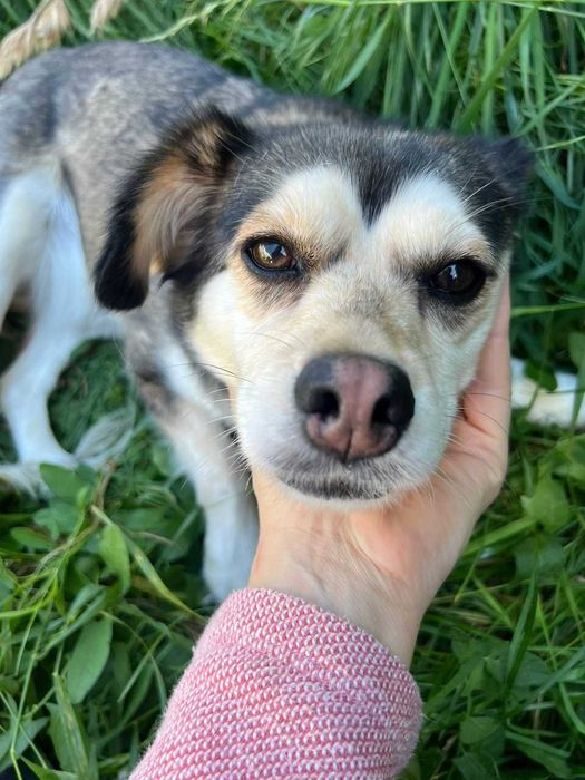 2,5 roczna malutka Leja do adopcji