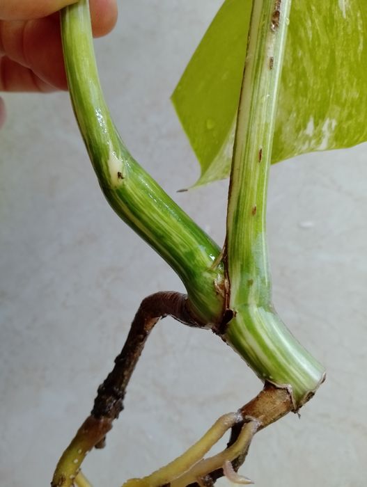 Sadzonka Monstera Variegata już  ukorzeniona Szczyt