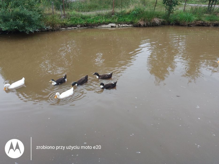 Sprzedam kaczki staropolskie