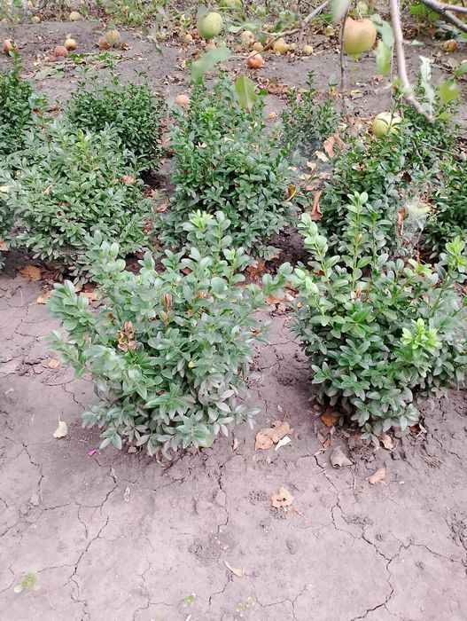 продам саджанці самшиту