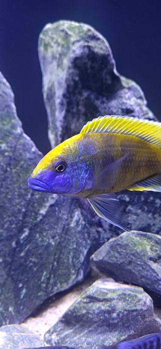 Pyszczaki venustus harem