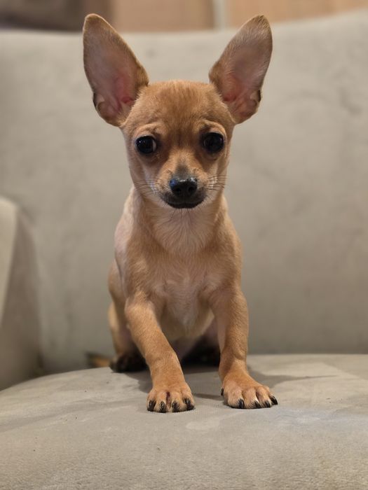 CHIHUAHUA piesek szczenięta z metryką chip do odbioru