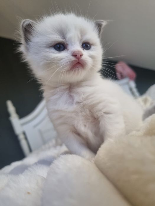 Ragdoll kotka kot FPL rodowód