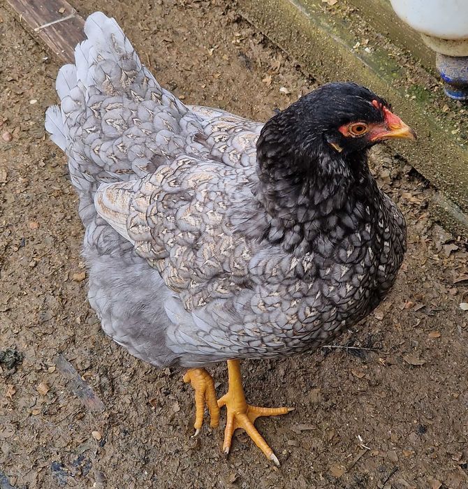 Ovos Galados - Azuis - Verdes - Cream Legbar-Barnevelder - Ayam Acemi