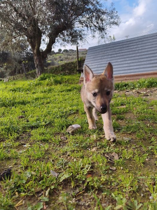 Cão Lobo Checoslovaco Fêmea