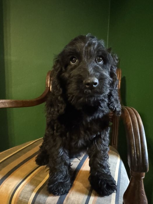 Cockapoo szczeniaki godotwe do zmiany domku
