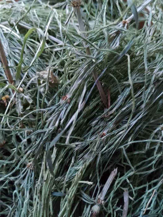 Сушені трави: хвощ та кропива